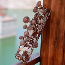 Load image into Gallery viewer, Back to the Roots Shiitake Mushroom Grow Kit