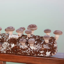 Load image into Gallery viewer, Back to the Roots Shiitake Mushroom Grow Kit