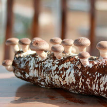 Load image into Gallery viewer, Back to the Roots Shiitake Mushroom Grow Kit