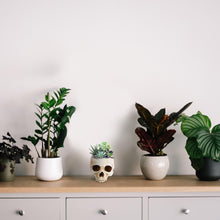 Load image into Gallery viewer, Skull-Shaped Resin Planter or Candy Bowl - Gothic Home Decor