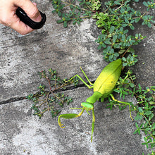 Load image into Gallery viewer, RC Praying Mantis Toy - Gifteee Unique & Unusual gifts, Cool gift ideas