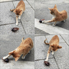 Load image into Gallery viewer, RC Cockroach Toy - Gifteee Unique & Unusual gifts, Cool gift ideas