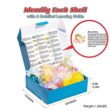 Load image into Gallery viewer, Seashell Advent Calendar - Gifteee Unique & Unusual gifts, Cool gift ideas