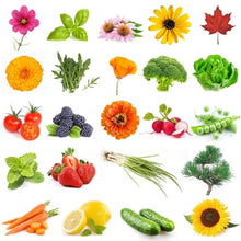 Load image into Gallery viewer, Seeds Advent Calendar - Gifteee Unique & Unusual gifts, Cool gift ideas