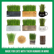 Load image into Gallery viewer, Cat Grass Kit (Organic) - Gifteee Unique & Unusual gifts, Cool gift ideas