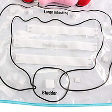 Load image into Gallery viewer, What's Inside Me Anatomy Apron - Gifteee Unique & Unusual gifts, Cool gift ideas