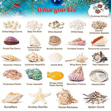 Load image into Gallery viewer, Seashell Advent Calendar - Gifteee Unique & Unusual gifts, Cool gift ideas