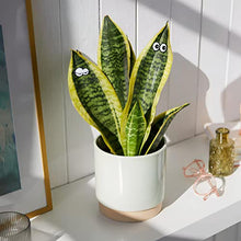 Load image into Gallery viewer, Plant Magnets Eyes for Potted Plants - Gifteee Unique & Unusual gifts, Cool gift ideas