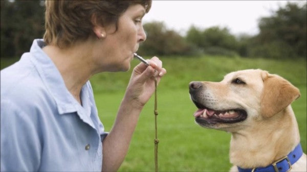 Dog Whistle