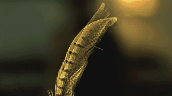 Slow Dance — A Frame that Slows Down Time