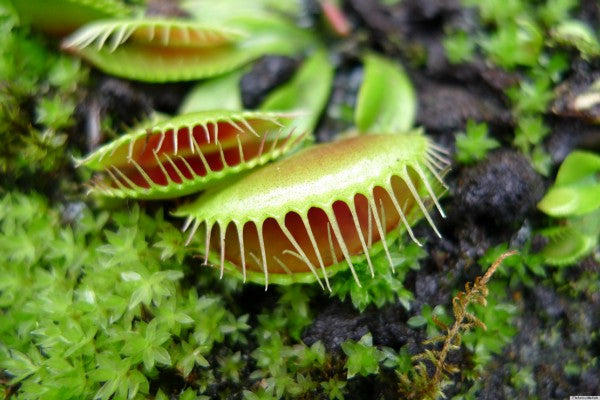 Venus Flytrap Plant Seeds
