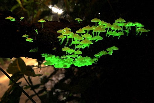 Glow in the Dark Mushroom Growing Kit
