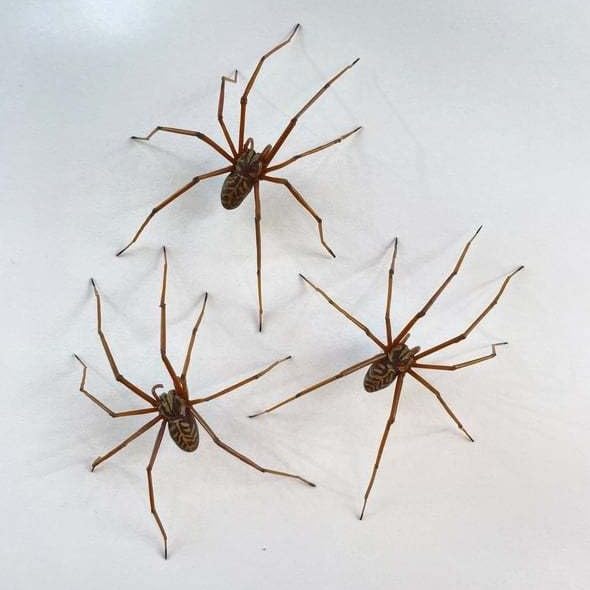 2024 Giant Spider Earrings, Scary Spider Earrings Realistic Spider