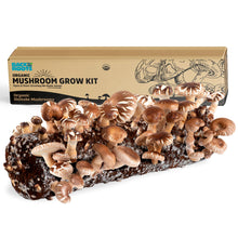 Load image into Gallery viewer, Back to the Roots Shiitake Mushroom Grow Kit
