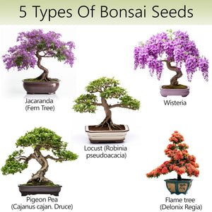 AVERGO Bonsai Tree Starter Kit