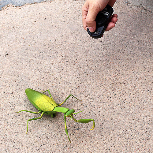 RC Praying Mantis Toy - Gifteee Unique & Unusual gifts, Cool gift ideas