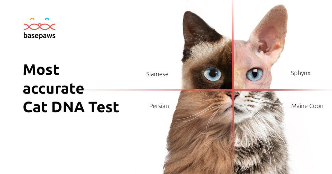 Cat DNA Test (Breed + Health) - Gifteee | Unique Gifts
