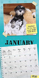 Guilty Dog Calendar 2020 - Gifteee. Find cool & unique gifts for men, women and kids