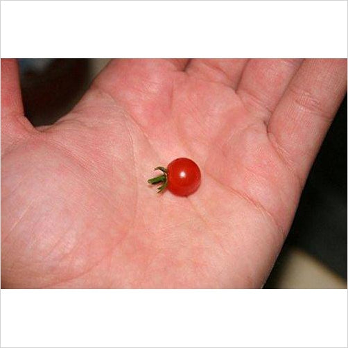 Worlds Smallest Tomato - 10 Seeds - Gifteee. Find cool & unique gifts for men, women and kids