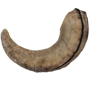 Large Lamb Horn Dog Chew