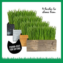 Load image into Gallery viewer, Cat Grass Kit (Organic)
