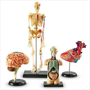 Learning Resources Anatomy Models Bundle Set - Gifteee Unique & Unusual gifts, Cool gift ideas