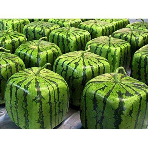 Watermelon Mold Square Shape - Gifteee Unique & Unusual gifts, Cool gift ideas