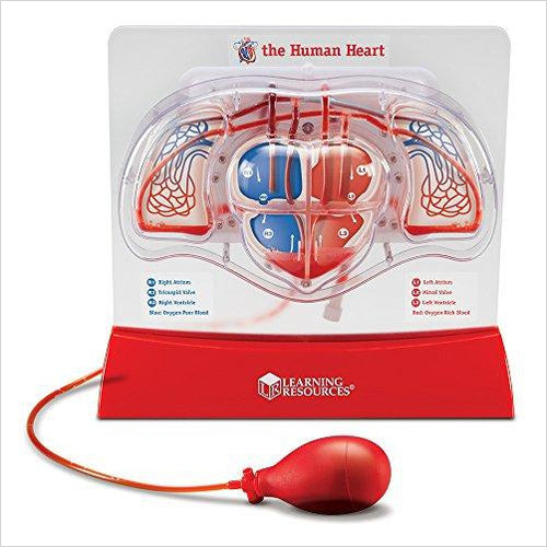 Pumping Heart Model - Gifteee. Find cool & unique gifts for men, women and kids