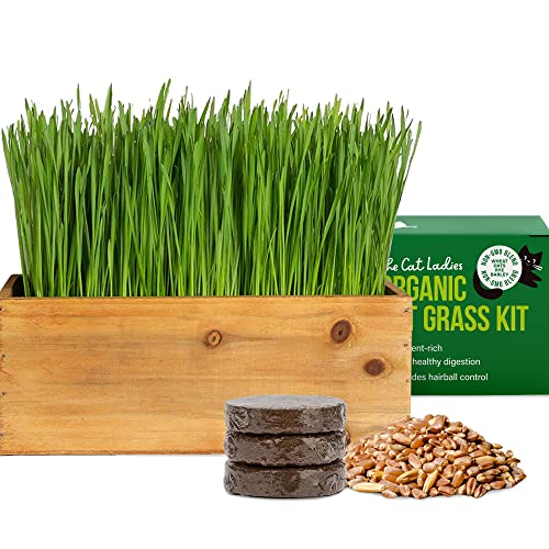 Cat Grass Kit (Organic) - Gifteee Unique & Unusual gifts, Cool gift ideas