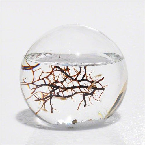 Closed Aquatic Ecosystem - Gifteee Unique & Unusual gifts, Cool gift ideas