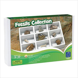 Educational Insights Fossil Collection - Gifteee. Find cool & unique gifts for men, women and kids