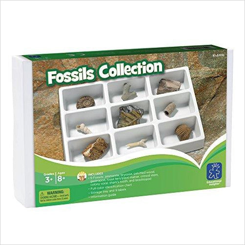 Educational Insights Fossil Collection - Gifteee Unique & Unusual gifts, Cool gift ideas