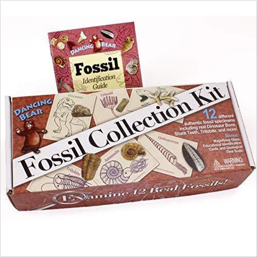 Fossil Collection (13 pc.) with ID Cards - Gifteee Unique & Unusual gifts, Cool gift ideas