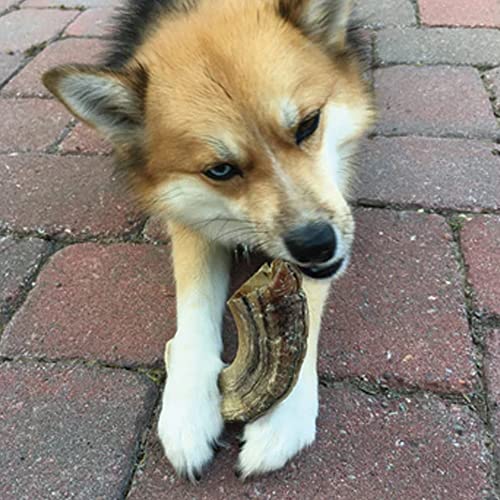 Large Lamb Horn Dog Chew - Gifteee Unique & Unusual gifts, Cool gift ideas