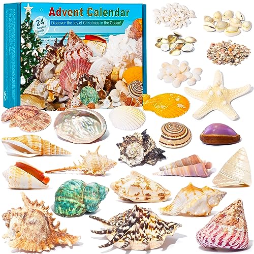 Seashell Advent Calendar - Gifteee Unique & Unusual gifts, Cool gift ideas