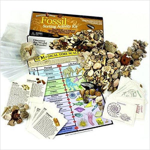 Fossil Collection Sorting Activity Kit - Gifteee. Find cool & unique gifts for men, women and kids