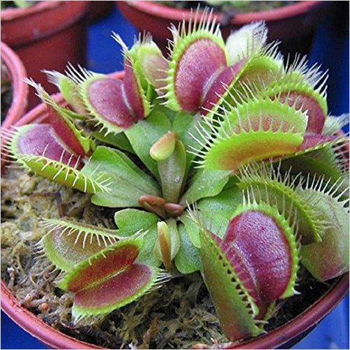 Venus Flytrap Carnivorous Plant Seeds - Gifteee. Find cool & unique gifts for men, women and kids