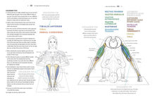 Load image into Gallery viewer, The Yoga Anatomy Coloring Book: A Visual Guide to Form, Function, and Movement - Gifteee. Find cool &amp; unique gifts for men, women and kids
