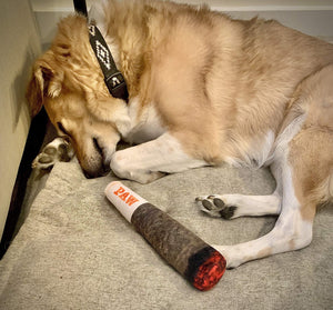 Cigar Dog Toy