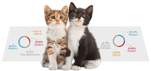 Load image into Gallery viewer, Cat DNA Test (Breed + Health)
