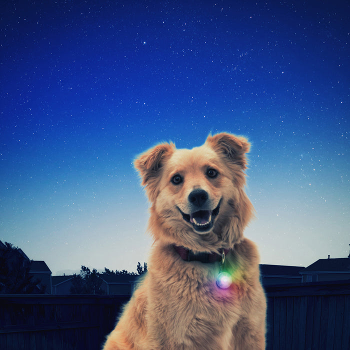 Pet Clip-On LED Light - Gifteee Unique & Unusual gifts, Cool gift ideas